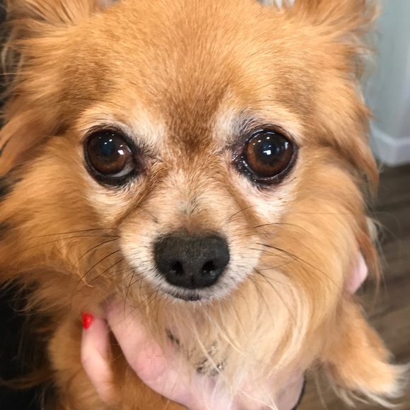 Meet your Posher, Janice - Picture 1 of 1